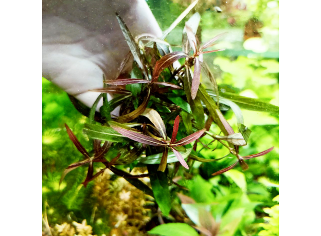 Гигрофила раскрытая (с грузом) Hygrophila ringens