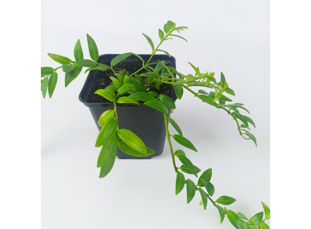 Колумнея (Columnea hirta)