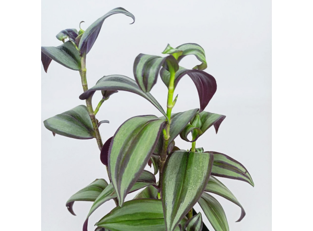 Традесканция (Tradescantia)