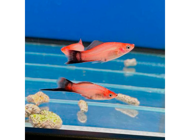 Меченосец розовый чернохвостый (Xiphophorus hellerii var.)