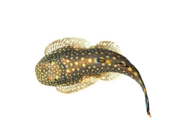 Гастромизон (Gastromyzon punctulatus)