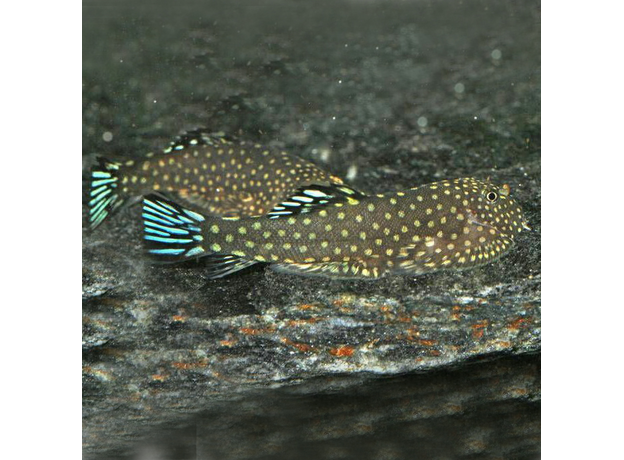 Гастромизон синехвостый SK3 (Gastromyzon sp. "SK03")