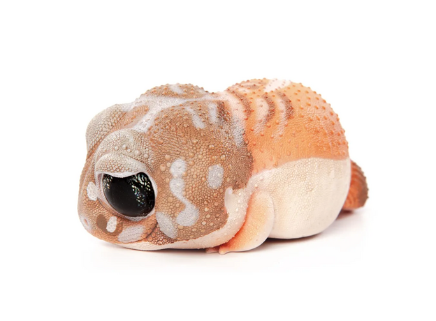EXOPRIMA Фигурка геккона, светло-коричневая