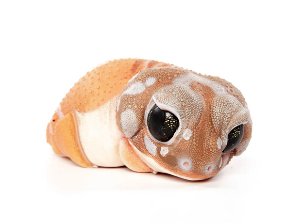 EXOPRIMA Фигурка геккона, светло-коричневая