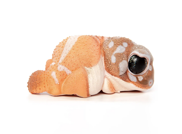 EXOPRIMA Фигурка геккона, светло-коричневая
