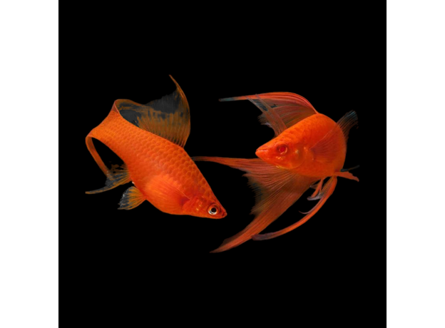 Меченосец Рубин вилочный L (Xiphophorus hellerii var.)