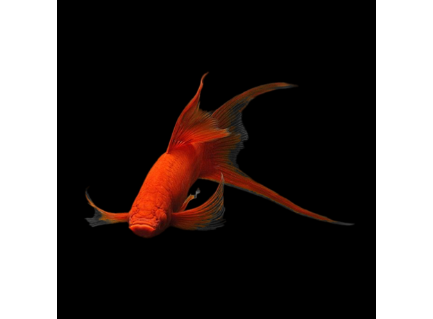 Меченосец Рубин вилочный L (Xiphophorus hellerii var.)