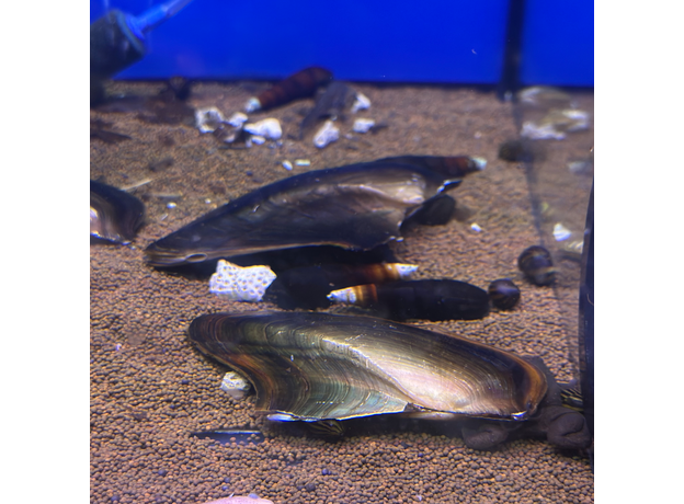 Мидия Акулий плавник (Hyriopsis bialatus)