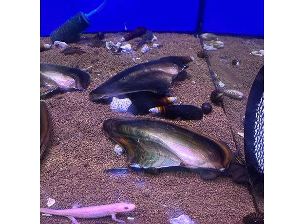 Мидия Акулий плавник (Hyriopsis bialatus)