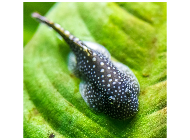 Гастромизон (Gastromyzon punctulatus)