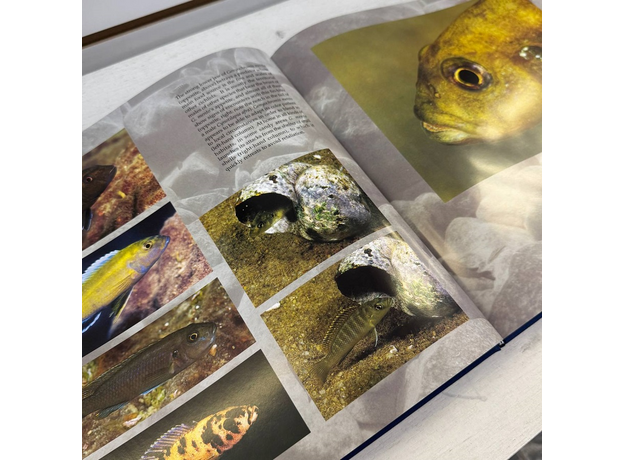Celebrating Cichlids from Lakes Malawi and Tanganyika