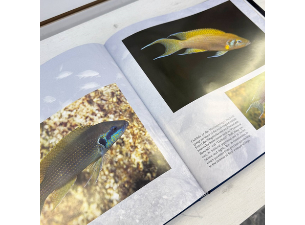 Celebrating Cichlids from Lakes Malawi and Tanganyika