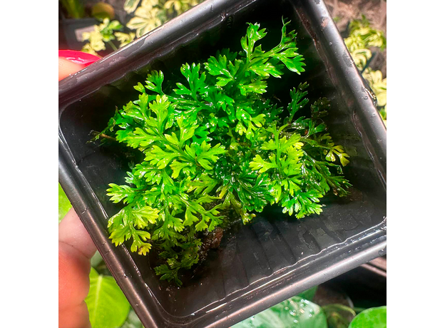 Папоротник Болбитис Бэби Лив (в горшке) (Bolbitis sp. Baby Leaf)