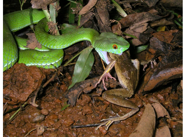 Vasilieva et al Amphibians and Reptiles of Southern Vietnam 2016