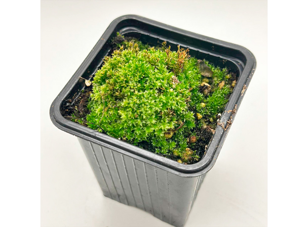 Мох барбулла (Barbulla sp. Millimeter moss)