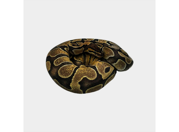 Королевский питон Enchi het Pied M
