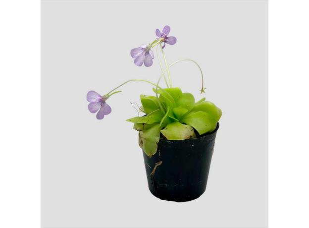 Жирянка (Pinguicula tina)