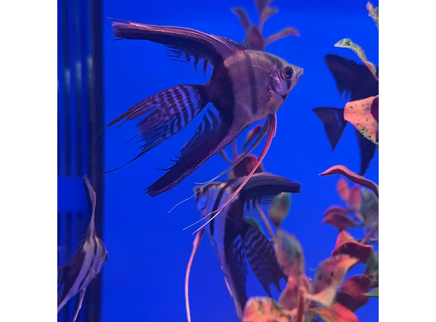 Скалярия получерная вуалевая (Pterophyllum scalare)