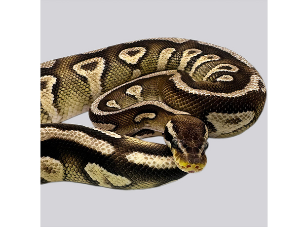 Королевский питон pastel mojave yellow belly