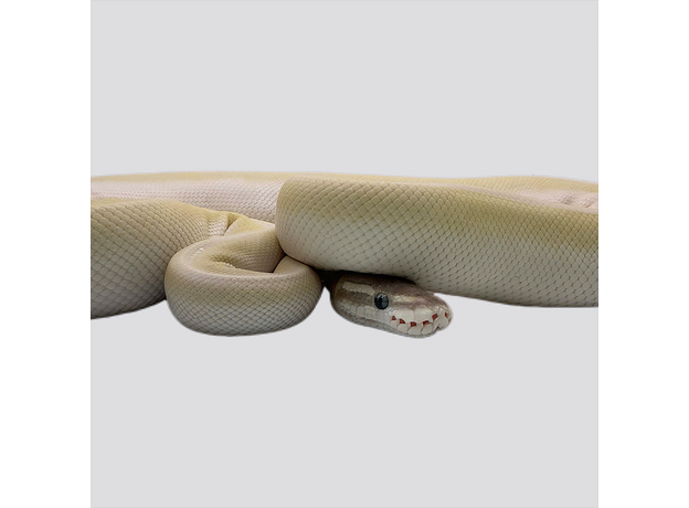 Королевский питон Super Mojave самка L