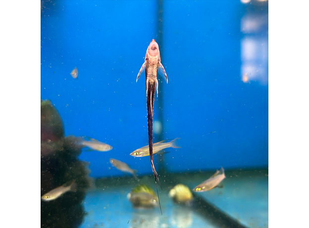 Сом Стурисома золотистая (Sturisomatichthys aureum)