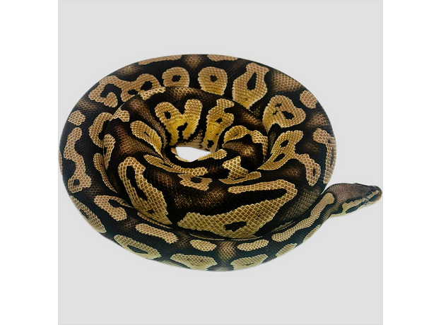 Королевский питон pastel phantom get clown