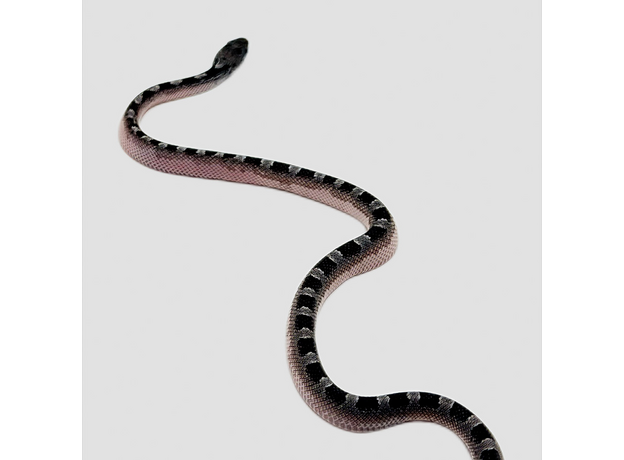 Полоз маисовый Granite (blood red anery) pied sied