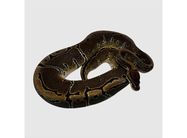 Королевский питон Pinstripe het Pied M