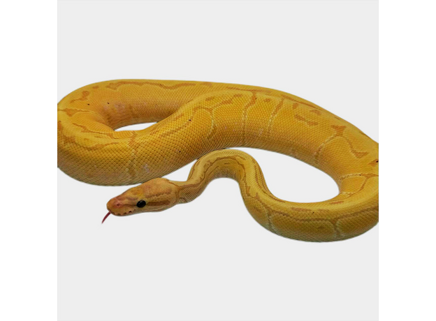 Королевский питон Banana Pinstripe het pied M