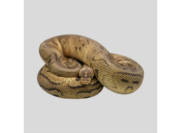 Королевский питон pastel phantom clown