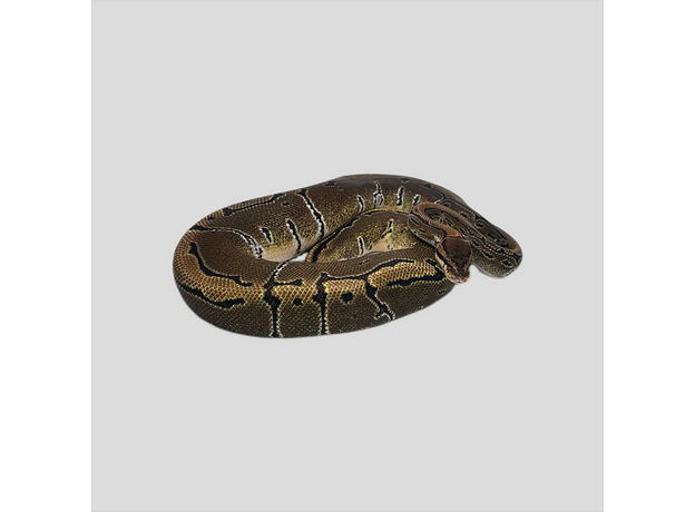 Королевский питон Pinstripe het Pied M