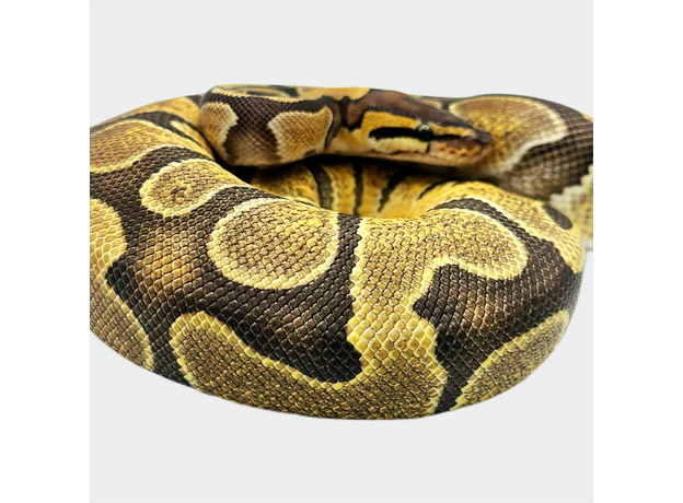 Королевский питон Enchi het Pied M