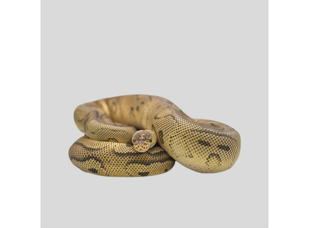 Королевский питон pastel phantom clown