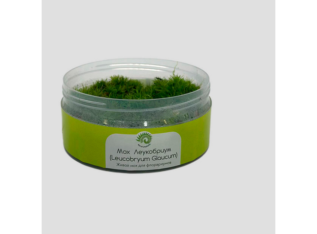 Мох для флорариума (leucobryum glaucum)