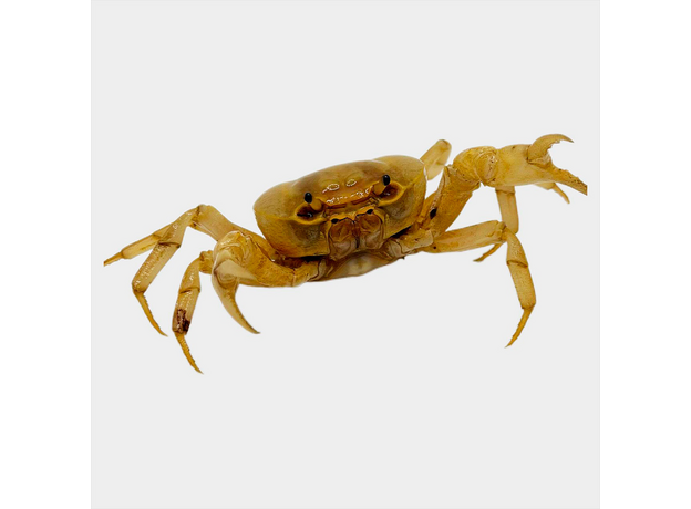 Краб банановый (Terrathelphusa sp. Kaufen)