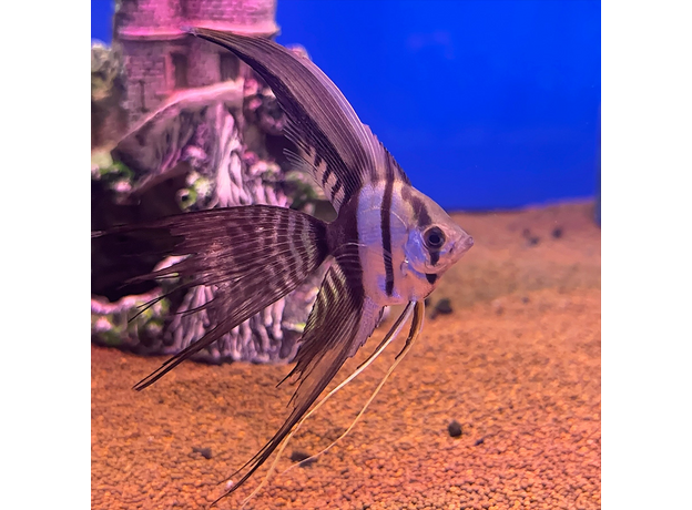 Скалярия получерная вуалевая (Pterophyllum scalare)