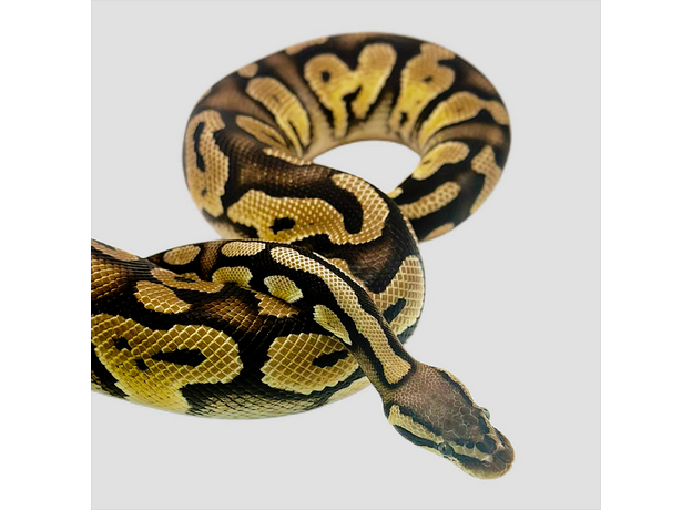 Королевский питон pastel phantom get clown