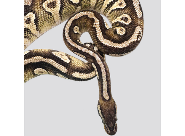 Королевский питон pastel mojave yellow belly
