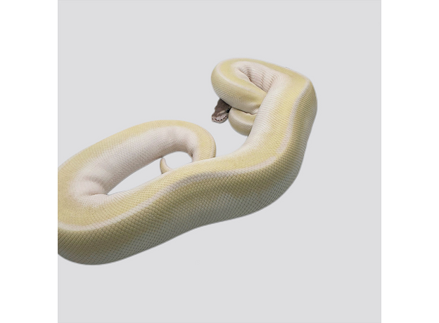 Королевский питон Super Mojave самка L