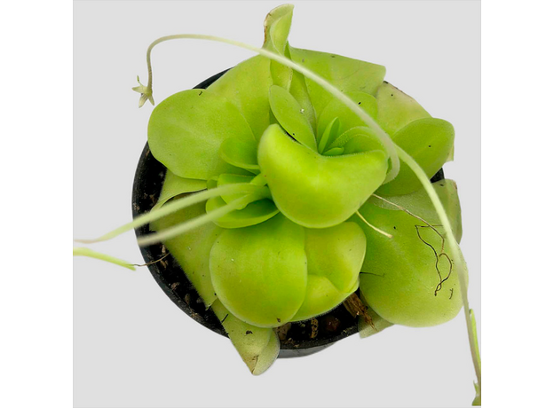 Жирянка (Pinguicula tina)
