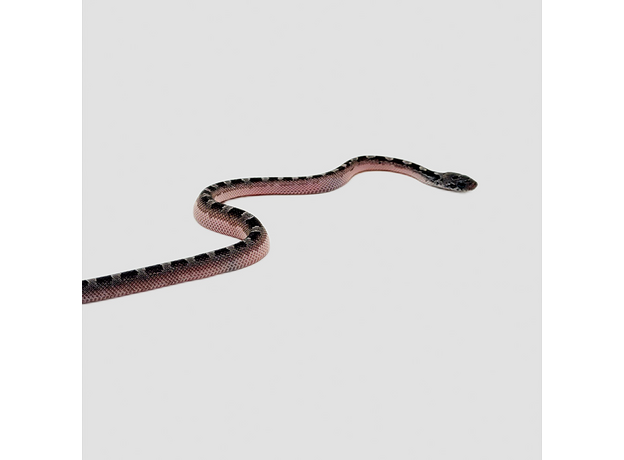 Полоз маисовый Granite (blood red anery) pied sied
