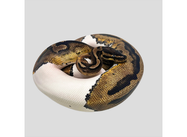 Королевский питон Piebald L