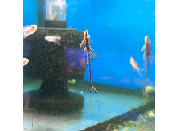 Сом Стурисома золотистая (Sturisomatichthys aureum)