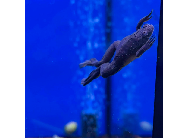 Лягушка шпорцевая марсабитская (Xenopus borealis)