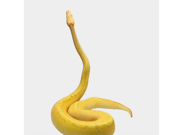 Королевский питон Banana Pinstripe het pied M