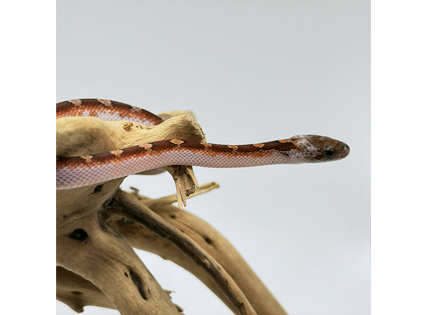 Полоз маисовый Blood Red pied sided