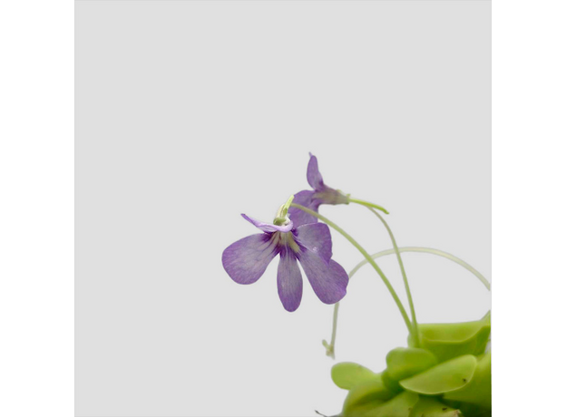 Жирянка (Pinguicula tina)