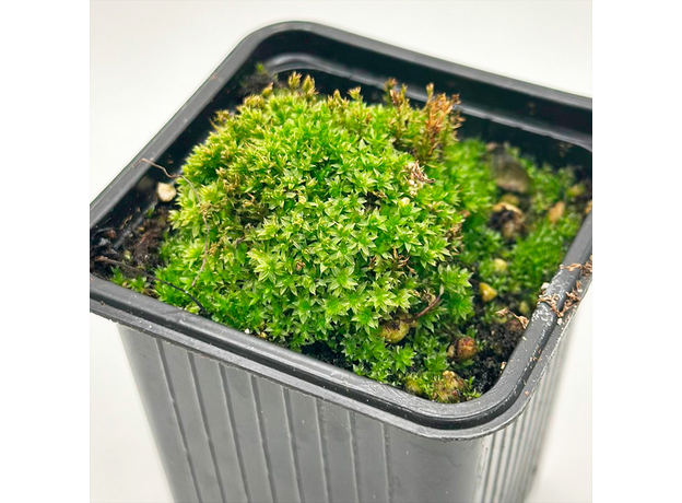 Мох барбулла (Barbulla sp. Millimeter moss)
