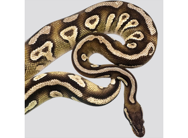 Королевский питон pastel mojave yellow belly
