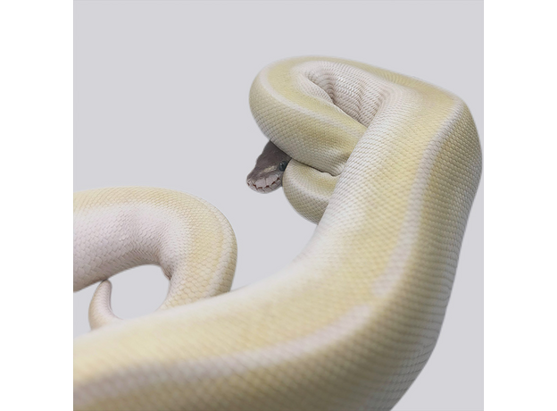 Королевский питон Super Mojave самка L